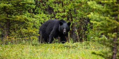 In Kanada wurde ein Ehepaar von einem Schwarzbären getötet.