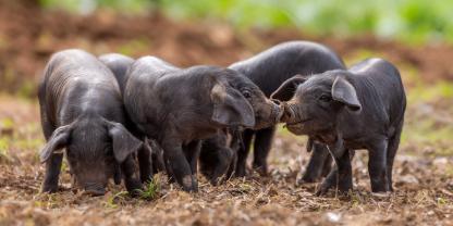 Auch die schwarzen Schweine Mallorcas leiden unter der anhaltenden Hitze mit Temperaturen über 40 °C. So würden beispielsweise die Ferkel nicht mehr gut wachsen.