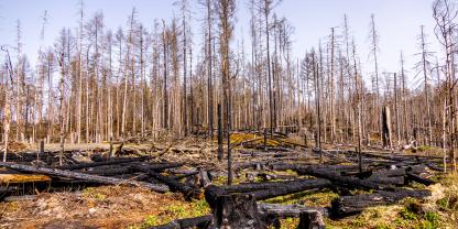 Spuren eines Waldbrandes in der Sächsischen Schweiz.