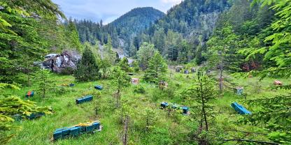 Die Belegstelle Dreiwasser bei Garmisch-Partenkirchen ist AGT-Toleranzbelegstelle und nimmt an der genomischen Selektion teil.