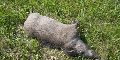 Für die Bekämpfung der Afrikanischen Schweinepest hat das Land NRW bisher rund 35 Millionen Euro ausgegeben. 812 Fälle der Schweinepest wurden bislang nachgewiesen.