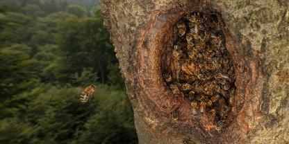 Wilde Honigbienen nutzen oft verlassene Spechthöhlen im Wald.