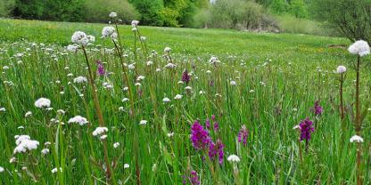 Orchideen auf einer Feuchtwiese im Forstamt Dassel im Solling