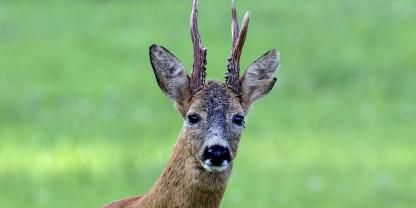 Ein alter Rehbock auf einer Wiese
