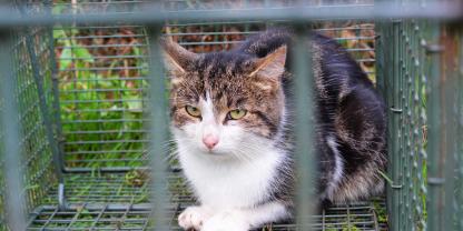Katzen, die in Niedersachsen in Fallen gefangen werden, dürfen weder getötet noch freigelassen werden.