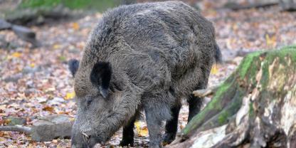 In Niedersachsen werden nun Jägerinnen und Jäger im Kampf gegen die ASP entschädigt.