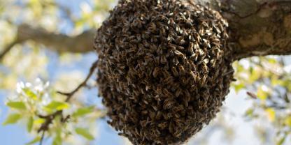 bienen-bienenvolk-schwarm_AdobeStock_367505901_Mariia