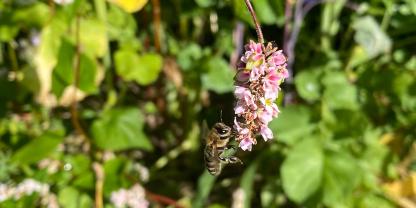 Vor allem vormittags fliegen die Bienen den Buchweizen an.