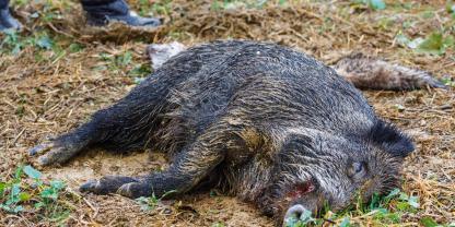 Wildschwein-tot_AdobeStock_341710994