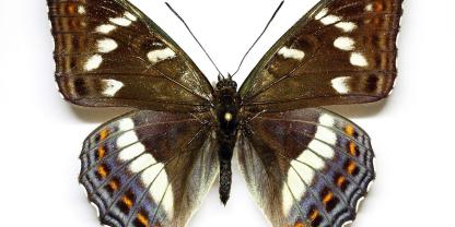 Abb. 2: Der Große Eisvogel Limenitis populi
