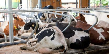 Viele Energiekosten auf landwirtschaftlichen Betrieben, beispielsweise im Milchviehstall, lassen sich durch ein gutes Energiemanagement senken.