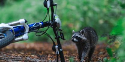 In NRW hat ein Waschbär eine Frau von ihrem Fahrrad geschmissen.