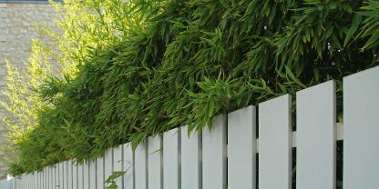 Bambus-Hecke-AdobeStock_392073416
