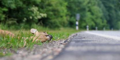 Ein Wildunfall mit einem Reh wurde einer Frau in Rheinland-Pfalz zum Verhängnis.