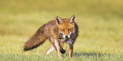 Fuchsfaehe-Beute