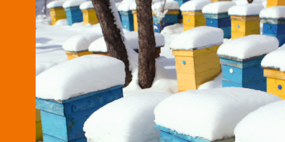 Bienen überwintern – Gesund und stark ins Frühjahr