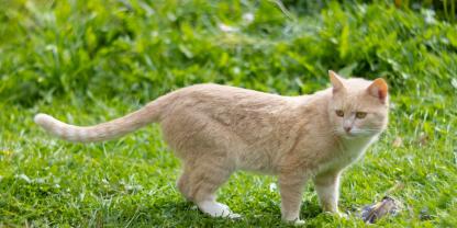 In Niedersachsen ist die Entnahme von Katzen zum Jagdschutz erlaubt, wenn die Katze sich mehr als 350 m vom nächsten Wohnhaus entfernt befindet.
