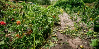 Zerstörte Pflanzen in einem nassen Garten