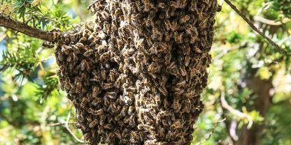 Ein kleinerer Bienenschwarm hat sich in einem Nadelbaum niedergelassen. (Symbolbild)