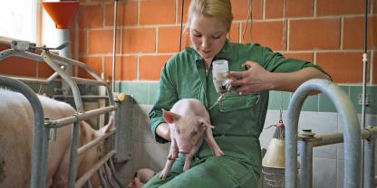 Die Impfung der Ferkel gegen PCV2 ist kein Selbstläufer. Betriebsindividuell ist eine an den Bestand angepasste Impfstrategie der Schlüssel zum Erfolg.