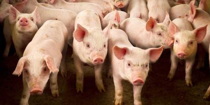 570 weitere Ferkelaufzuchtbetriebe haben sich für die Initiative Tierwohl (ITW) neu angemeldet. Mit rund 6,9 Mio. Ferkeln pro Jahr sei das ein großer Schritt in Richtung Nämlichkeit.