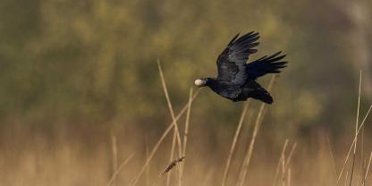 Eine Landwirtin wollte ihre Hühner vor Eierdieben schützen. Statt der anvisierten Krähe traf sie jedoch das Fenster der Nachbarin.