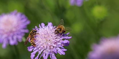 Honigbiene und Furchenbiene sammeln zusammen auf einer Witwenblume.