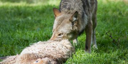 In Sachsen wurden neue Herdenschutzmaßnahmen festgeschrieben, um die Wolfsbejagung nach Nutztierrissen rechtssicher zu machen.