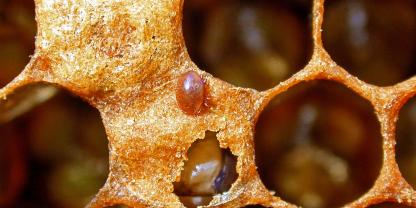 Dass Bienen mit Varroa befallene Zellen erkennen, ist ein Baustein der Varroaresistenz.