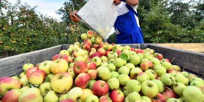 ein Erntehelfer kippt einen Sack Äpfel auf einen Anhänger