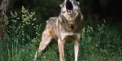 In Italien hat ein Wolf einen Familienhund getötet und eine Frau verletzt.