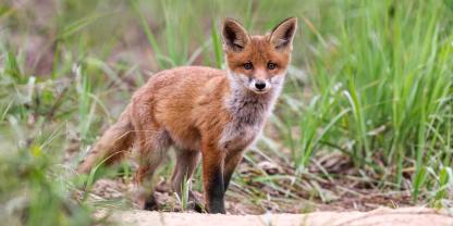 Füchse können in Freilandhaltungen von Legehennen für hohe Verluste sorgen. Eine spezielle Falle verspricht Hilfe.
