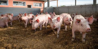 Niedersachsen hat die AFP-Förderung aufgestockt. An der AFP 2027 kann aber nur teilnehmen, wer seine Schweine mit Auslauf hält.