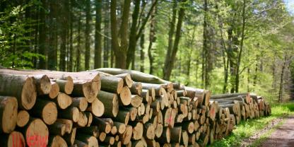 Wegen der hohen Preise für Rundholz, schlagen Waldbesitzer derzeit mehr Holz ein als üblich. (Symbolbild)