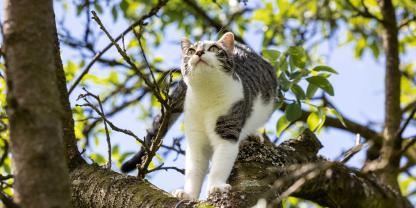 Katzen sind geschickte Kletterer. Gerade für junge Vögel kann das zum Verhängnis werden.