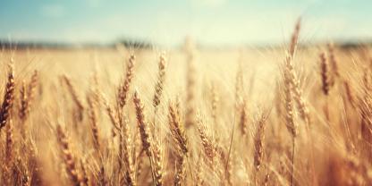 Getreide-Weizen-AdobeStock_74641866
