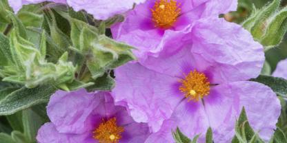 Rosa Blüten von Cistus pulverulentus ‘Fiona’