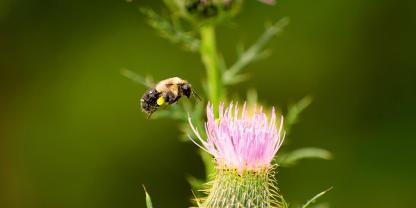 Die Untersuchungen fanden an der Gemeinen Östlichen Hummel statt.