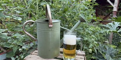 Mit Bier Pflanzen gießen und düngen zu wollen, ist keine gute Idee.