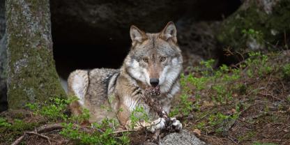 23 Wolfsangriffe gab es allein 2025 in Wallonien. Für das Gebiet um Léglise ist es allerdings der erste.