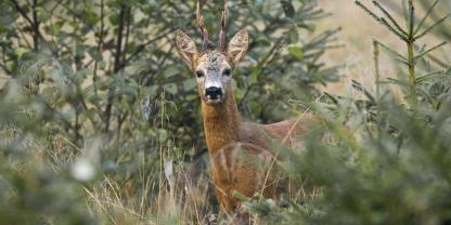 Ein aggressiver Rehbock wurde in einem Wald in NRW zum Problem (Symbolbild).