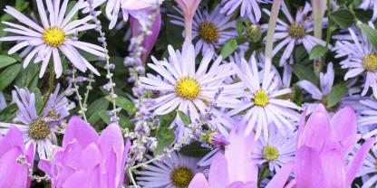 Herbstzeitlosen tummeln sich nicht nur auf Wiesen, sondern mischen sich auch unter niedrige Stauden wie diese violetten Sommer-Astern.