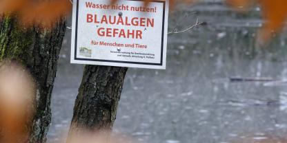Blaualgen sind eine Gefahr für Mensch und Tier.
