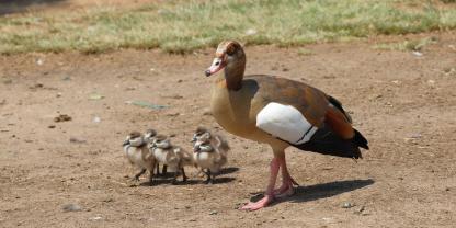 Die Organisation PETA geht gegen die genehmigten Abschüsse von Nilgänsen in Trier vor.