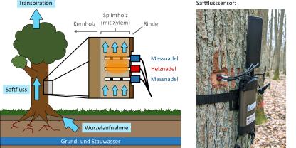 Abb. 1: Die Saftflusssensoren basieren auf der Heat Ratio Methode - Hierbei sendet die mittlere „Sender“-Nadel (rot) kurze Wärmeimpulse aus, die je nach Saftflussgeschwindigkeit zeitlich verzögert an den äußeren „Empfänger“-Nadeln (blau) ankommen.