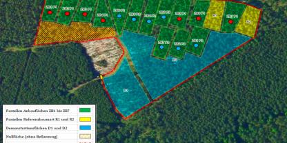 Abb. 1: Parzellenplan für die Versuchsanlage Schönwalde (VFL 1). Im Rahmen des Anbauversuchs wurden je Zielbaumart eine Parzelle (rot) sowie eine Wiederholung (blau) eingerichtet, je eine Parzelle für die beiden Referenzbaumarten Kiefer und Traubeneiche, zwei größere Demonstrationsflächen (hellblau) sowie eine Nullfläche ohne Pflanzung.