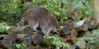 Ein Waschbär im Landkreis Unna lässt erahnen, dass die Staupe wieder im Kreis ist.