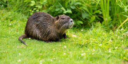 Mehrere tote Wildtiere wurden in Hamburg entdeckt. Besonders perfide: Ein Nutria, dessen Körper auf einem Metallstab aufgespießt war.