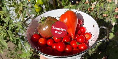 Geerntete Tomaten