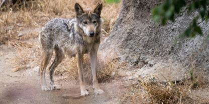Ist der mexikanische Wolf vom aussterben bedroht? Das befürchten Naturschützer.